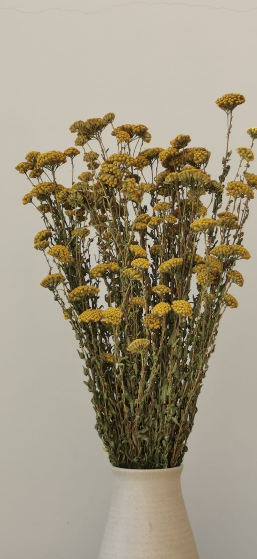 Sprigs of Moss