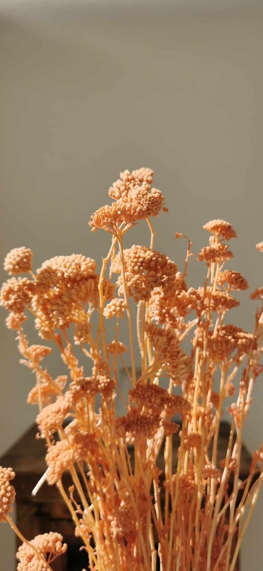 Sprigs of Moss