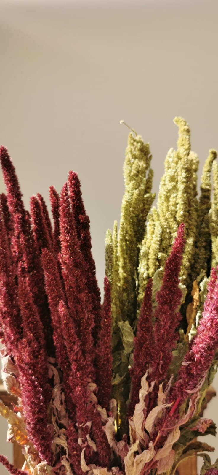 Amaranthus