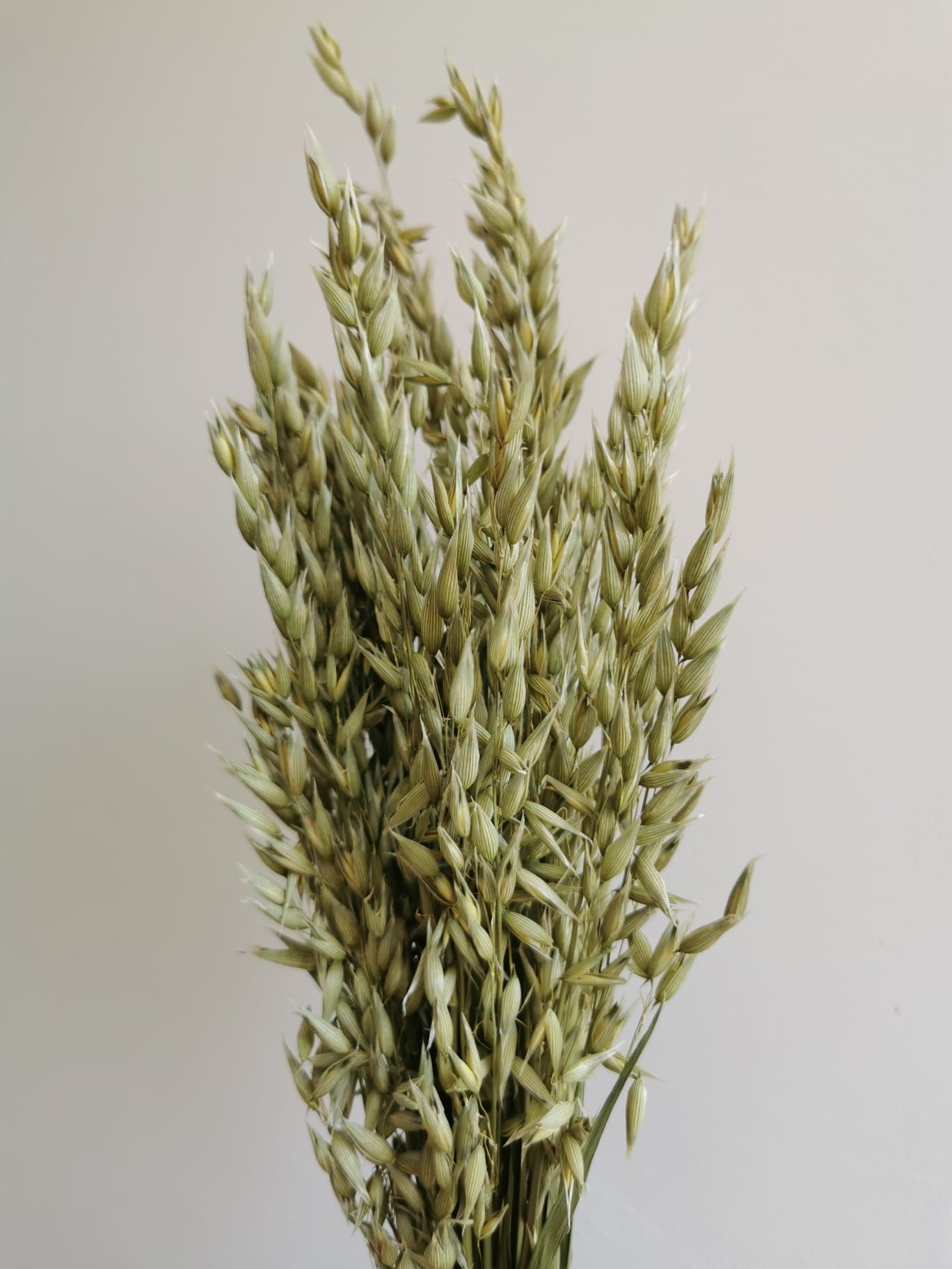 Sprigs of Moss
