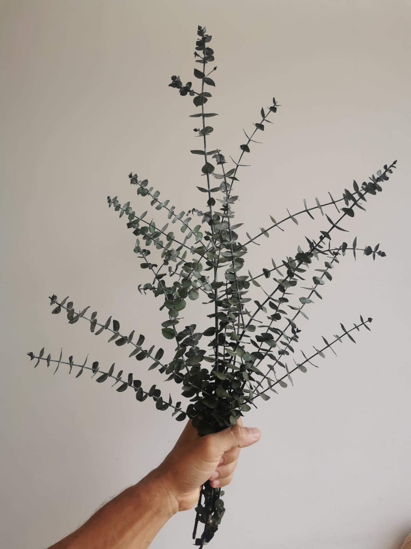 Sprigs of Moss