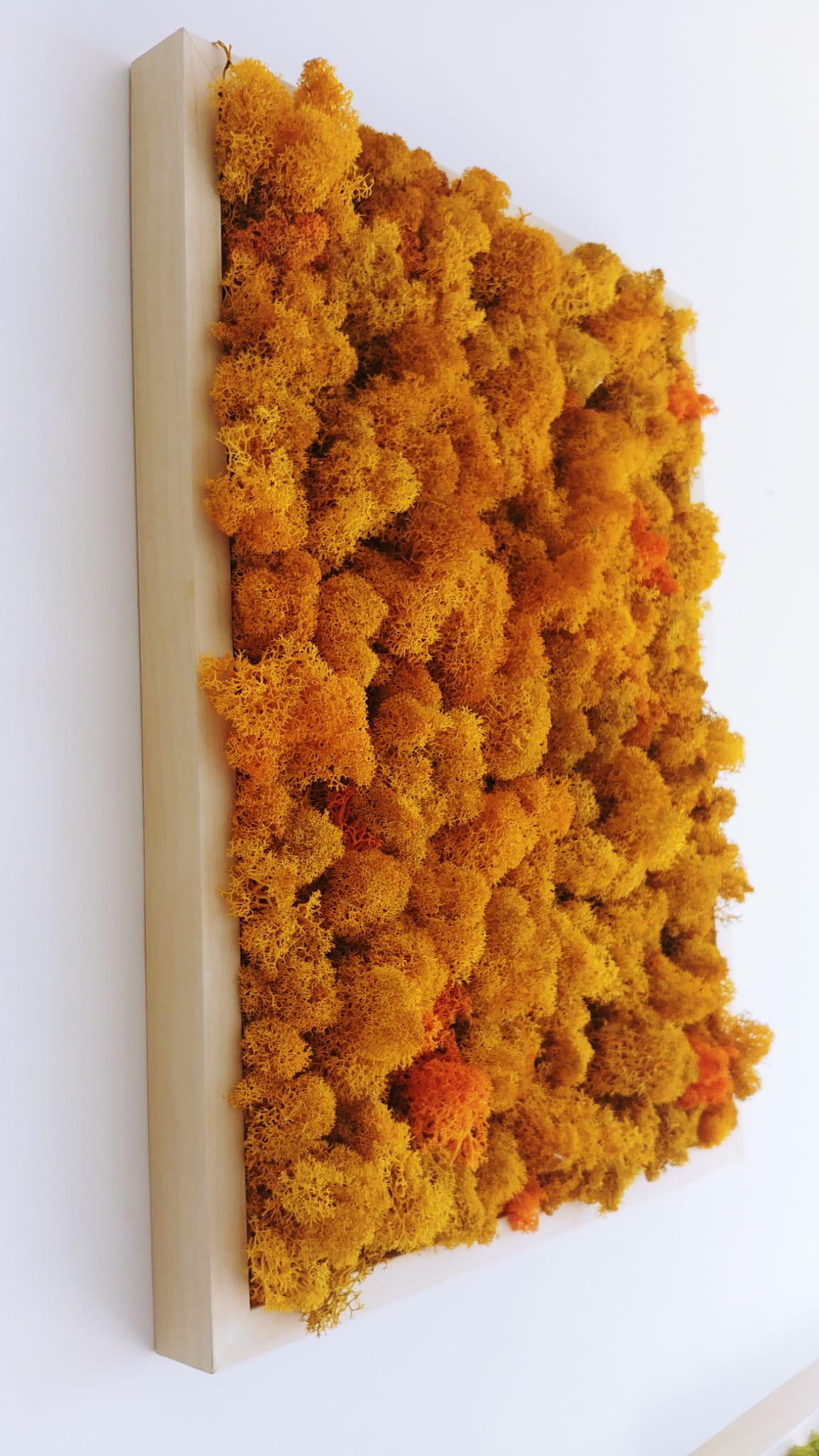 Nature Lichens