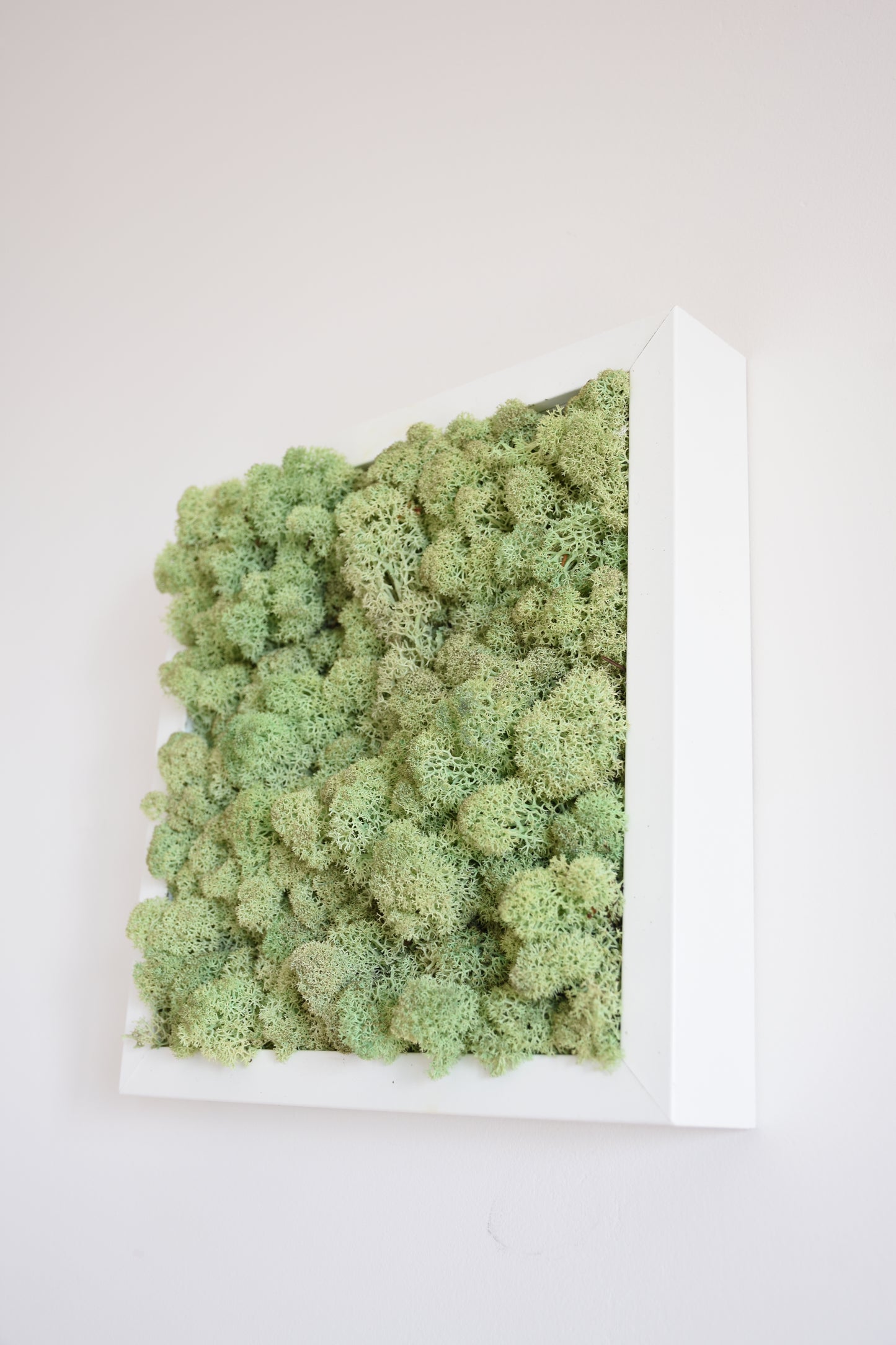 Nature Lichens