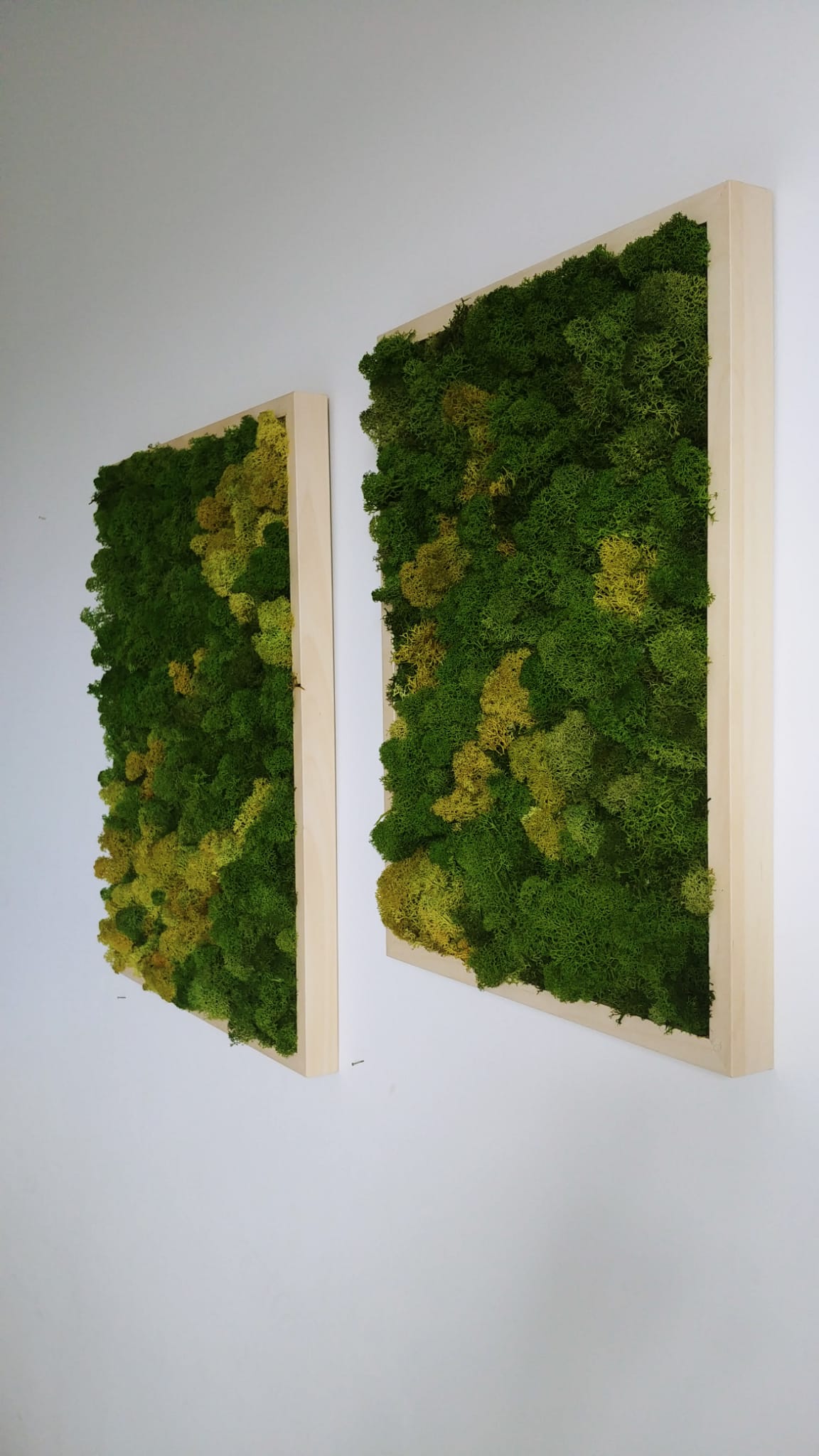 Nature Lichens
