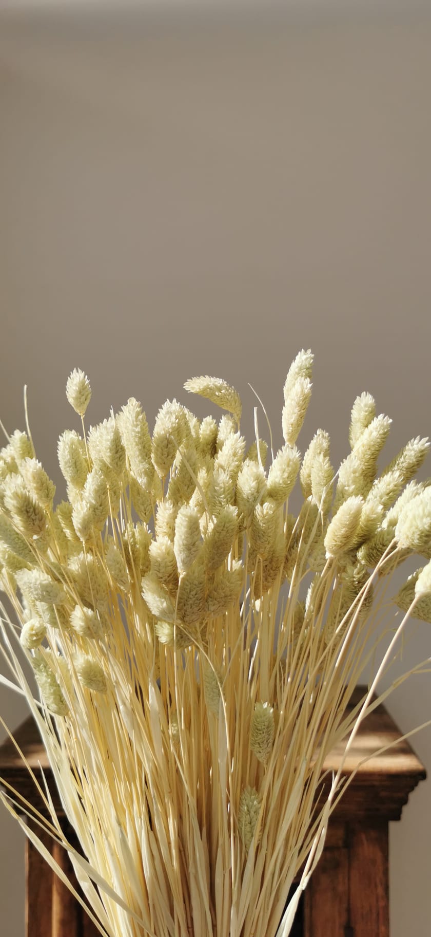 Sprigs of Moss