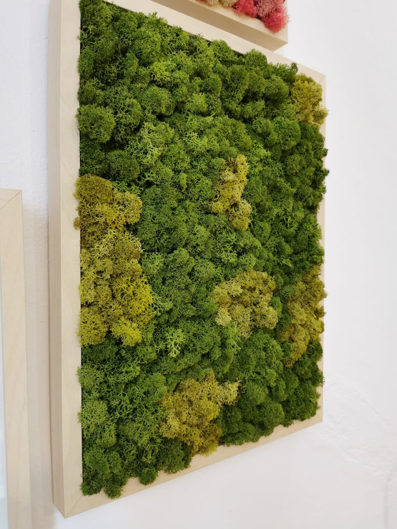 Nature Lichens