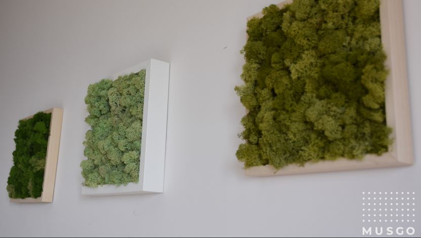 Nature Lichens