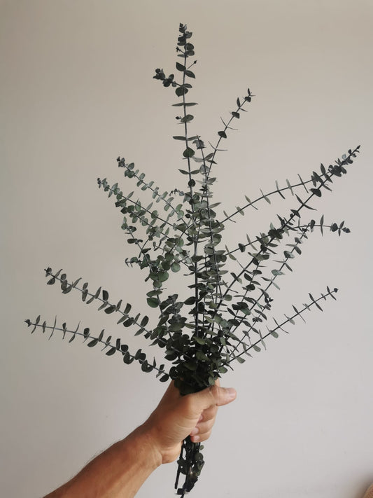 Sprigs of Moss